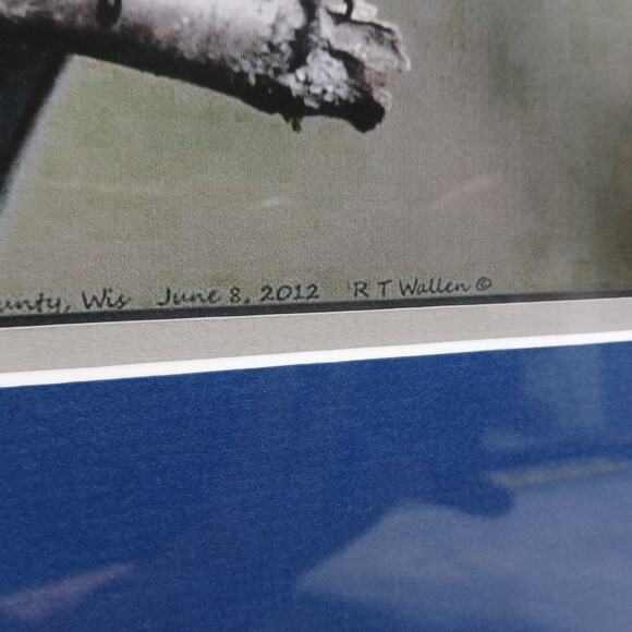 Eastern Male Bluebird, R T Wallen Photography Art Print, Matted & Framed 18x15" - Picture 5 of 9